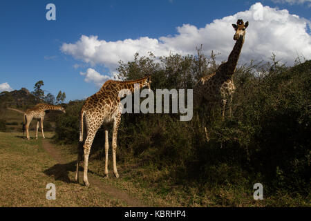 Girafe au Botlierskop Private Game Reserve, Afrique du Sud Banque D'Images