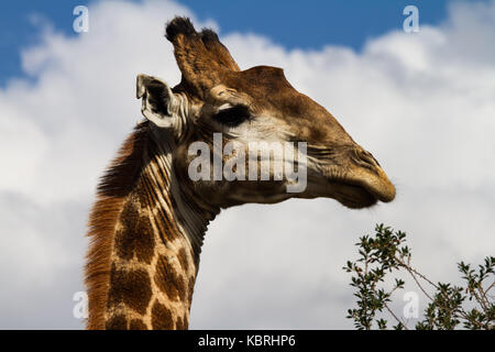 Girafe au Botlierskop Private Game Reserve, Afrique du Sud Banque D'Images