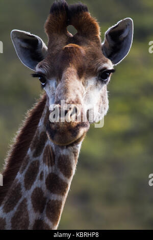 Girafe au Botlierskop Private Game Reserve, Afrique du Sud Banque D'Images