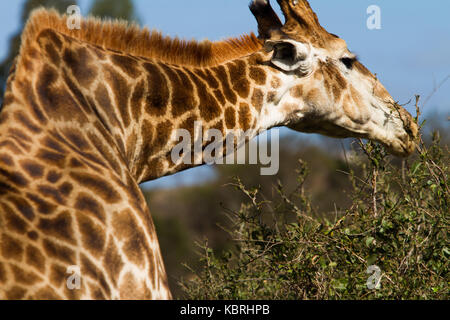 Girafe atteint le sommet d'un arbre au Botlierskop Private Game Reserve, Afrique du Sud Banque D'Images