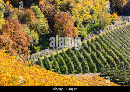 Zoom sur les vignobles, les vergers et les forêts en automne. merano, Val Venosta, alto adige/sudtirol, Italie, Europe Banque D'Images