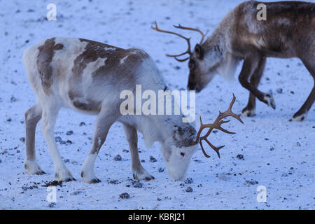 Le pâturage du renne. riskgransen norbottens, Ian, Laponie, Suède, Europe Banque D'Images