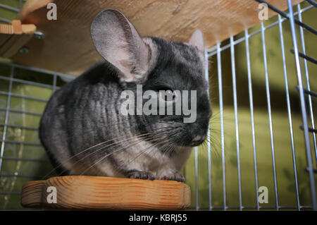 Dans une cage chinchilla chinchilla. à la maison. chinchilla portrait Banque D'Images