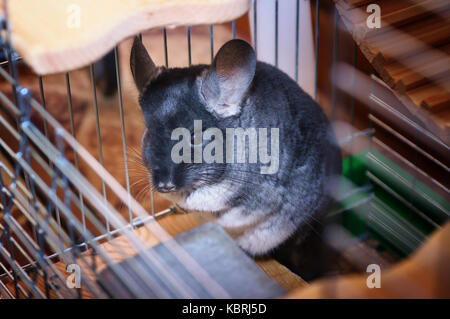 Dans une cage chinchilla chinchilla. à la maison. chinchilla portrait Banque D'Images