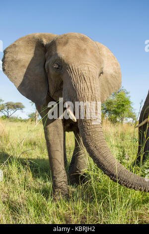 Eléphant marchant près jusqu'au Zimbabwe Banque D'Images