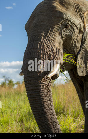 Près de l'éléphant mange de l'herbe Banque D'Images