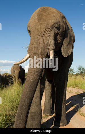 Eléphant marchant près jusqu'au Zimbabwe Banque D'Images