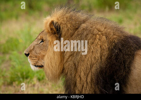 Lions petits dormant jouant adultes Alpha mâles Banque D'Images