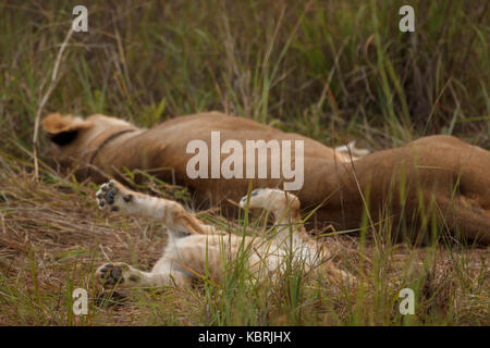 Lioness avec les petits au repos Banque D'Images