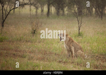 Une lionne assise dans des appels de pluie / torchage / bâillement Banque D'Images