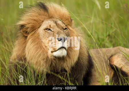 magnifique lion mâle (panthera leo) avec une énorme mane dans l'herbe, regardant sur les plaines à droite avec intention Banque D'Images
