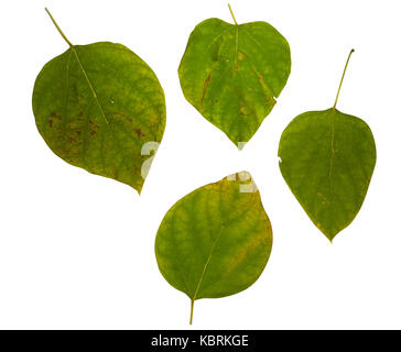 Dégradation colorés feuilles automne isolated on white Banque D'Images