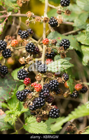 Les mûres ou ronce Rubus fruticosus agg la fin de l'été, certains fruits mûrs, certains tournant au noir du rouge. Tiges Global root sur contact à la masse. Banque D'Images