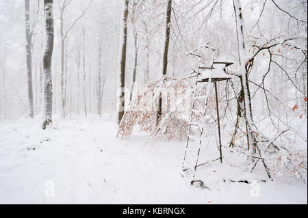 Forêt de hêtre européen et deerstand en hiver, Munsterland, Rhénanie du Nord-Westphalie, Allemagne / (Fagus sylvatica) Banque D'Images