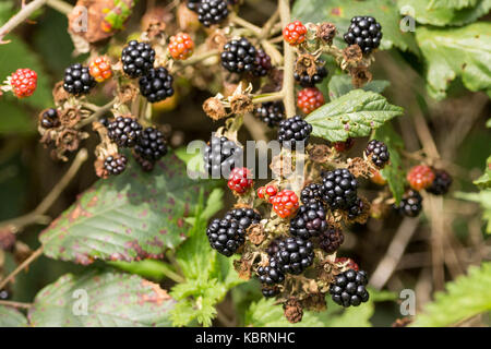 Les mûres ou ronce Rubus fruticosus agg la fin de l'été, certains fruits mûrs, certains tournant au noir du rouge. Tiges Global root sur contact à la masse. Banque D'Images