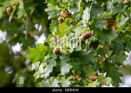 Feuilles de chêne et de glands de chêne pédonculé Quercus robur ou à la fin de l'été maintenant laisser tomber les glands sur le sol. Certaines feuilles tournant au jaune et brun. Banque D'Images