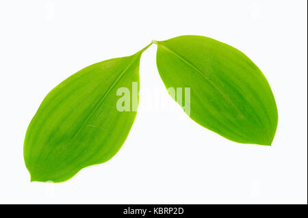 Muguet, Convallaria majalis (feuilles) | Maigloeckchen, Blaetter / (Convallaria majalis) Banque D'Images