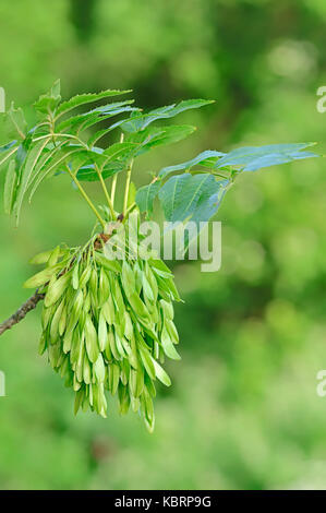 Frêne commun, fruits, Rhénanie du Nord-Westphalie, Allemagne / (Fraxinus excelsior) | Gemeine Esche, Fruechte, Nordrhein-Westfalen, Deutschland Banque D'Images