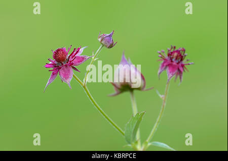 Marsh Cinquefoil, Rhénanie du Nord-Westphalie, Allemagne / (Potentilla palustris, Comarum palustre) | Sumpf-Blutauge, Nordrhein-Westfalen, Deutschland Banque D'Images