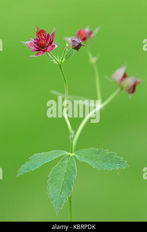 Marsh Cinquefoil, Rhénanie du Nord-Westphalie, Allemagne / (Potentilla palustris, Comarum palustre) | Sumpf-Blutauge, Nordrhein-Westfalen, Deutschland Banque D'Images