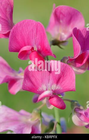 Everlasting Pea, Rhénanie du Nord-Westphalie, Allemagne / (Lathyrus latifolius) | Breitblaettrige Platterbse, Nordrhein-Westfalen, Deutschland Banque D'Images