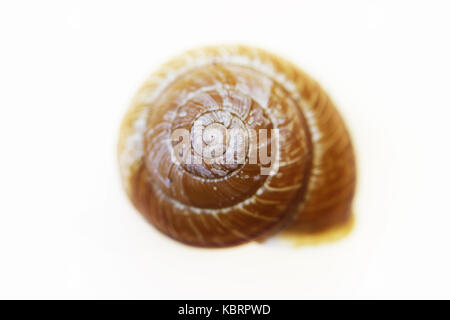 Évier de Arianta arbustorum est une espèce de taille moyenne d'escargot, parfois sous le nom de bosquet snail , oiseau de Banque D'Images