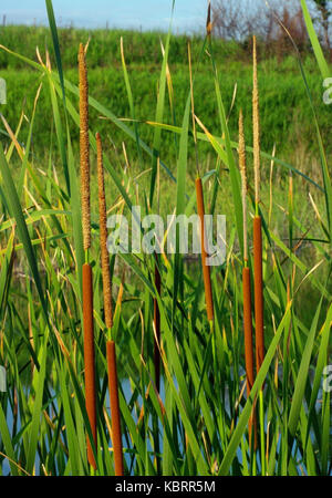 C'est Typha angustifolia, le scirpe llesser ou narrowleaf cattail, de la famille des typhaceae Banque D'Images