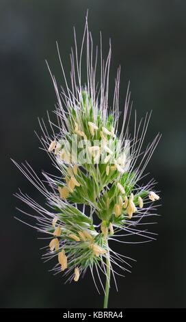 Il s'agit d'Cynosurus echinatus, le dogstail hérissés grass,de la famille des poacées Banque D'Images