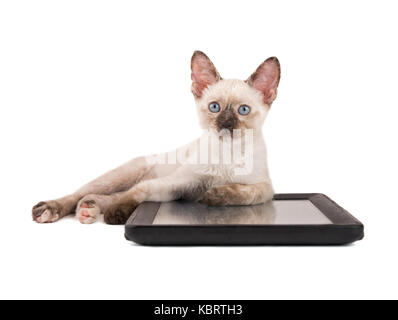 Tortie point siamese kitten couché avec ses pattes avant sur un ordinateur tablette, looking up, on white Banque D'Images