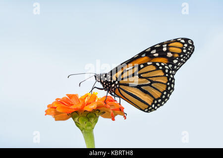 Beau papillon monarque se nourrissant d'un zinnia orange contre un peu ciel nuageux Banque D'Images