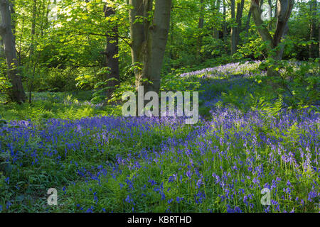 Bluebells commun (Hyacinthoides nonscripta) dans les bois, de l'habitat (Fagus sylvatica), Middleton Woods, Ilkley, West Yorkshire, Angleterre, Mai Banque D'Images