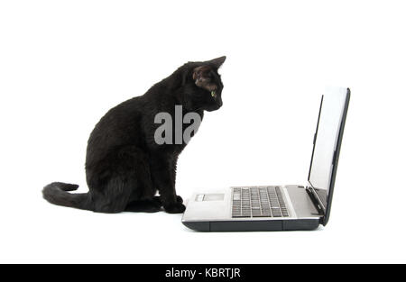 Chat noir à regarder un écran de l'ordinateur portable, sur fond blanc Banque D'Images