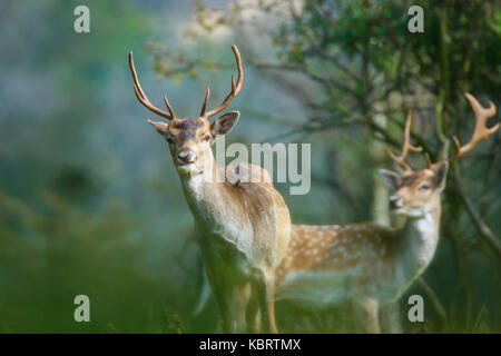 Portrait de deux cerfs en jachère debout dans une forêt pendant la saison d'automne Banque D'Images