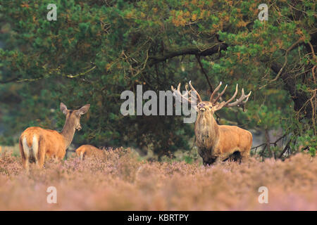 Red Deer cervus elaphus cerf avec de grands bois tournant et chassant les femmes n'en rut dans la lande Banque D'Images