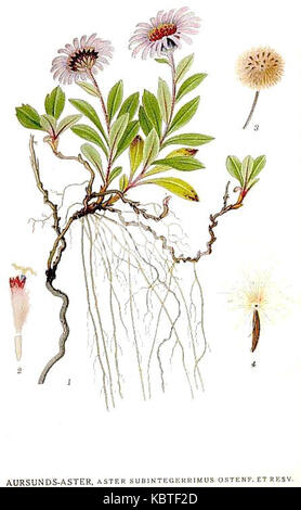 L'Aster subintegerrimus est une espèce de plante à fleurs de la famille des Asteraceae, originaire d'Amérique du Nord. Il se caractérise par sa structure florale distincte et sa disposition unique des feuilles. Banque D'Images