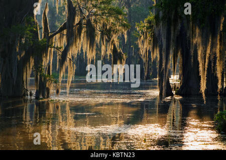 La mousse espagnole dans le bayou de la Louisiane Banque D'Images