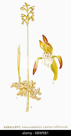 Corallorhiza trifida, communément appelé coralroot tacheté, est une espèce d'orchidée originaire de l'hémisphère Nord. Cette illustration de Nordens Flora représente les fleurs délicates et la structure unique de la plante. Banque D'Images