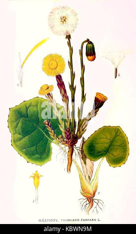 Tussilago farfara, communément appelé Coltsfoot, est une espèce végétale connue pour ses propriétés médicinales, souvent utilisée en médecine traditionnelle pour les problèmes respiratoires. Banque D'Images