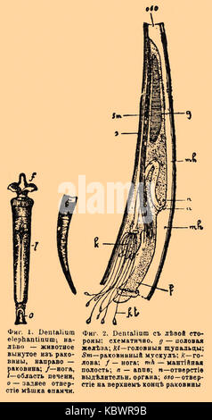 Entrée du dictionnaire encyclopédique Brockhaus et Efron décrivant Dentalium elephantinum, un mollusque marin à coquille en forme de défenses. Banque D'Images