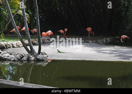 Les flamants roses et un iguane au Flamingo Gardens, Davie, Floride Banque D'Images