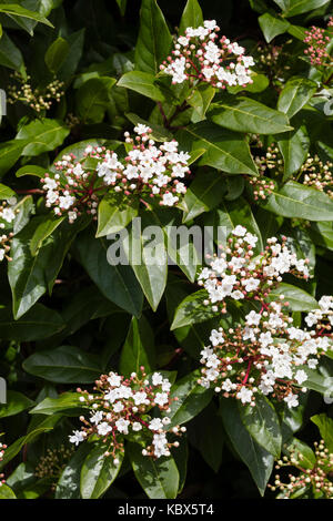 White fleurs d'automne de l'evergreen shrub laurustinus hardy, Viburnum tinus, connu comme couverture Banque D'Images