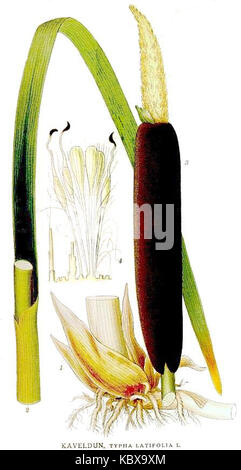 Typha latifolia 493 Banque D'Images
