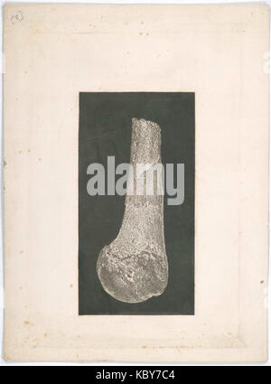 (Os.) (3110847662) Banque D'Images