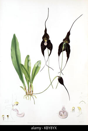 Woolward le genre Masdevallia Masdevallia chimera var. roezlii Banque D'Images