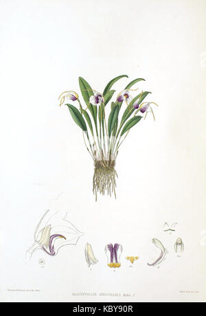 Woolward ionocharis le genre Masdevallia Masdevallia Banque D'Images