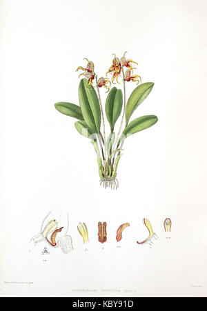 Woolward pachyura le genre Masdevallia Masdevallia Banque D'Images