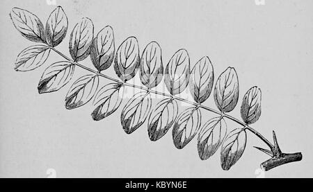'De voeding der planten' (1886) se concentre sur la nutrition des plantes. Le travail aborde les éléments essentiels dont les plantes ont besoin pour leur croissance, offrant un aperçu de la biologie végétale et de la science agricole de la fin du XIXe siècle. Banque D'Images