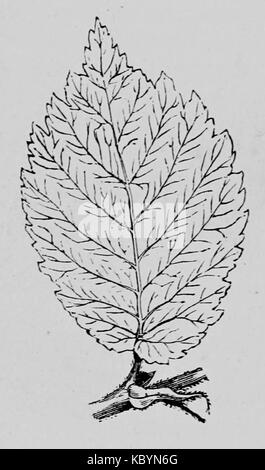 De voeding der planten(1886) p031 AFB05 Banque D'Images