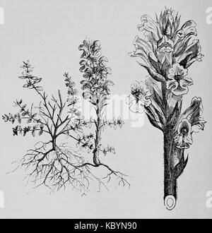 De voeding der planten(1886) p042 afb14et15 Banque D'Images