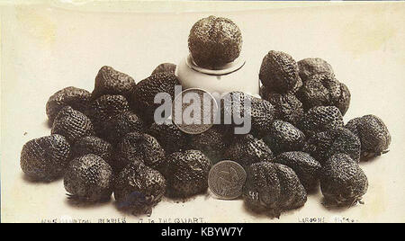 Cette photographie historique datant d'environ 1891 représente les fraises de Washington, mettant en valeur l'importance de l'agriculture dans la région à la fin du XIXe siècle. L'image souligne l'importance de la culture des baies dans l'économie agricole de Washington. Banque D'Images